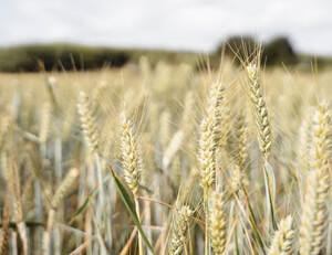 主教练逻辑思维精准调整战术